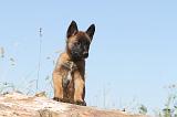 MALINOIS 903